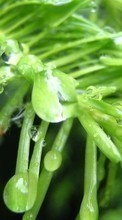 Pflanzen,Drops