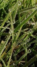 Drops,Pflanzen,Grass für Motorola Defy+