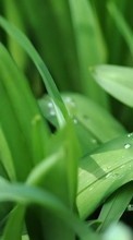 Lade kostenlos Hintergrundbilder Pflanzen,Grass,Drops für Handy oder Tablet herunter.