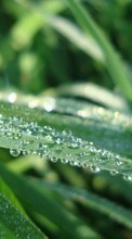 Pflanzen,Grass,Drops für Sony Xperia Sola