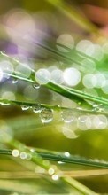 Drops,Pflanzen,Grass für LG Optimus Net P692