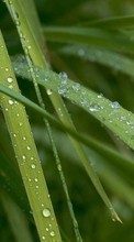 Lade kostenlos 240x320 Hintergrundbilder Pflanzen,Grass,Drops für Handy oder Tablet herunter.