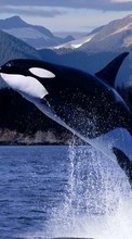 Lade kostenlos 128x160 Hintergrundbilder Tiere,Wasser,Fische,Wale,Killerwale für Handy oder Tablet herunter.
