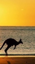 Lade kostenlos Hintergrundbilder Landschaft,Sunset,Sea,Sun,Strand,Kangaroo für Handy oder Tablet herunter.
