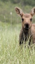 Lade kostenlos Hintergrundbilder Tiere,Grass,Kangaroo für Handy oder Tablet herunter.