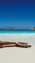 Lade kostenlos Hintergrundbilder Tiere,Kangaroo für Handy oder Tablet herunter.