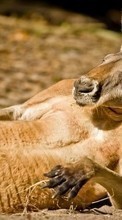 Lade kostenlos Hintergrundbilder Kangaroo,Tiere für Handy oder Tablet herunter.