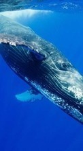 Lade kostenlos Hintergrundbilder Tiere,Sea,Wale für Handy oder Tablet herunter.