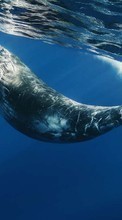 Tiere,Sea,Wale für Apple iPod touch 1G