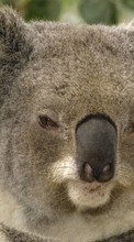 Lade kostenlos 1024x768 Hintergrundbilder Tiere,Koalas für Handy oder Tablet herunter.