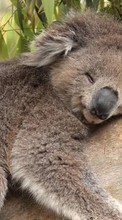 Tiere,Koalas für Nokia 2690
