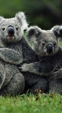 Lade kostenlos Hintergrundbilder Tiere,Koalas für Handy oder Tablet herunter.