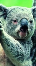 Lade kostenlos Hintergrundbilder Koalas,Tiere für Handy oder Tablet herunter.
