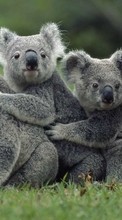 Lade kostenlos Hintergrundbilder Koalas,Tiere für Handy oder Tablet herunter.