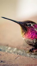 Lade kostenlos Hintergrundbilder Tiere,Vögel,Kolibris für Handy oder Tablet herunter.