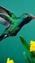 Lade kostenlos Hintergrundbilder Vögel,Kolibris,Tiere für Handy oder Tablet herunter.