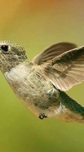 Lade kostenlos Hintergrundbilder Kolibris,Vögel,Tiere für Handy oder Tablet herunter.