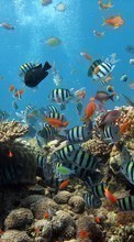 Lade kostenlos Hintergrundbilder Tiere,Sea,Fische,Koralle für Handy oder Tablet herunter.