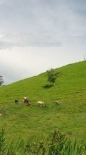 Lade kostenlos Hintergrundbilder Kühe,Landschaft,Felder für Handy oder Tablet herunter.