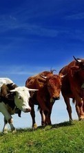 Lade kostenlos Hintergrundbilder Tiere,Grass,Kühe für Handy oder Tablet herunter.