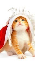 Lade kostenlos 320x480 Hintergrundbilder Feiertage,Tiere,Katzen,Neujahr,Weihnachten,Postkarten für Handy oder Tablet herunter.