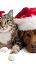 Lade kostenlos Hintergrundbilder Feiertage,Tiere,Katzen,Hunde,Neujahr,Weihnachten für Handy oder Tablet herunter.