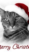 Lade kostenlos Hintergrundbilder Feiertage,Tiere,Katzen,Neujahr,Weihnachten für Handy oder Tablet herunter.