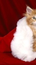 Lade kostenlos Hintergrundbilder Tiere,Katzen,Neujahr,Weihnachten für Handy oder Tablet herunter.