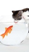 Humor,Tiere,Katzen,Fische für Samsung C3510