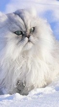 Lade kostenlos Hintergrundbilder Tiere,Winterreifen,Katzen,Schnee für Handy oder Tablet herunter.