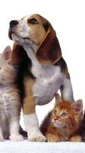 Lade kostenlos 320x240 Hintergrundbilder Tiere,Katzen,Hunde für Handy oder Tablet herunter.