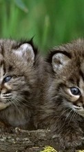 Lade kostenlos Hintergrundbilder Tiere,Katzen,Tigers für Handy oder Tablet herunter.