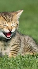 Lade kostenlos Hintergrundbilder Humor,Tiere,Katzen für Handy oder Tablet herunter.