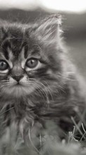 Lade kostenlos 1080x1920 Hintergrundbilder Tiere,Katzen für Handy oder Tablet herunter.