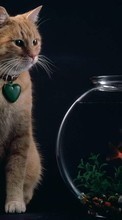 Tiere,Katzen für Samsung Galaxy Corby 550