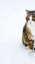 Lade kostenlos 1024x768 Hintergrundbilder Tiere,Winterreifen,Katzen,Schnee für Handy oder Tablet herunter.