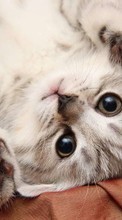 Lade kostenlos Hintergrundbilder Tiere,Katzen für Handy oder Tablet herunter.