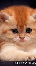 Tiere,Katzen für Samsung Galaxy S Duos 2