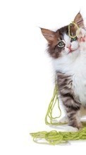 Tiere,Katzen für Sony Ericsson F305