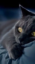 Tiere,Katzen für Sony Xperia C4