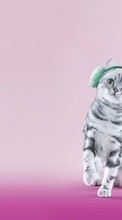 Tiere,Katzen für Xiaomi Redmi 2