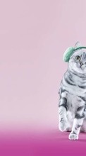 Tiere,Katzen für Samsung Galaxy Note 3