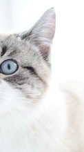 Tiere,Katzen für HTC Desire 500