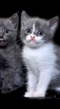 Tiere,Katzen für Samsung Galaxy Pocket