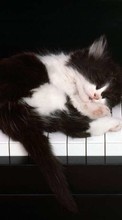Tiere,Katzen für Meizu MX4 Pro