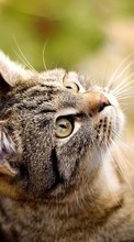 Lade kostenlos 240x320 Hintergrundbilder Tiere,Katzen für Handy oder Tablet herunter.