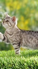 Lade kostenlos 320x480 Hintergrundbilder Tiere,Katzen für Handy oder Tablet herunter.
