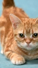 Lade kostenlos Hintergrundbilder Tiere,Katzen für Handy oder Tablet herunter.