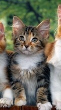 Lade kostenlos 320x480 Hintergrundbilder Tiere,Katzen für Handy oder Tablet herunter.