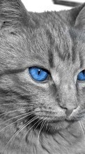 Lade kostenlos 128x160 Hintergrundbilder Tiere,Katzen für Handy oder Tablet herunter.